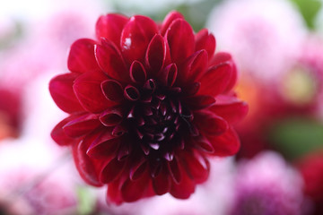 Dahlia flower and bokeh flowers background