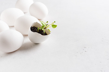 Life concept with sprout in egg on white background, easter and spring theme