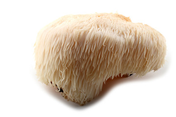 Hericium erinaceus mushroom (monkey head mushroom, bearded tooth fungus, bearded hedgehog mushroom, pom pom, lion's mane mushroom)