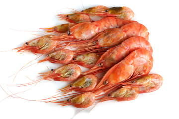 Big and little shrimps