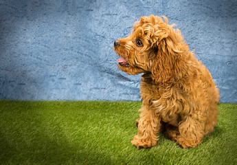 Cute and funny dog photo portrait