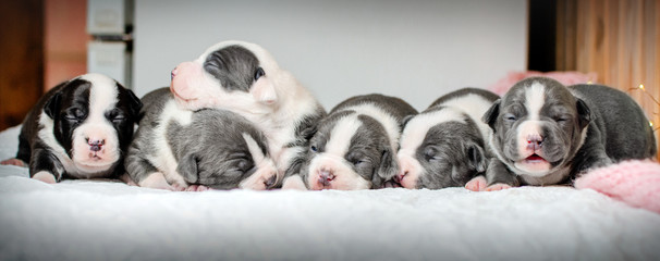 american staffordshire terrier dog cute puppies blue color photo shoot lovely