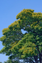 Closeup of treetop in bloom of sibipirura