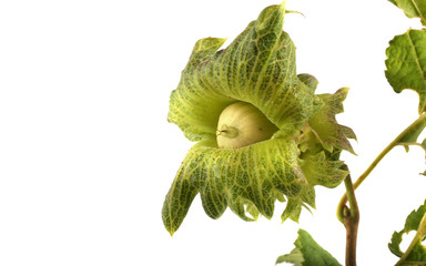 Wild hazelnut on branch
