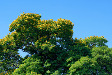 Closeup of treetop in bloom of sibipirura