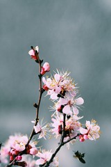 Springtime. Delicate apricot flowers close-up. Vertical frame.