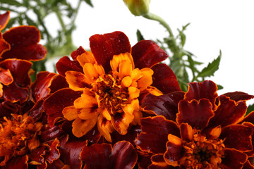 Marigolds isolated on white
