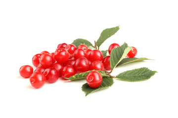 Nanking cherry and branch