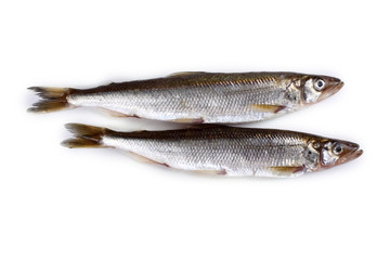 Smelt fish isolated on white. (Big Pacific smelt - Osmerus mordax)