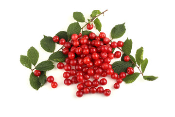 Nanking cherry and branch