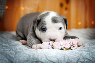american staffordshire terrier dog cute puppies blue color photo shoot lovely