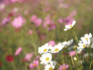 Fototapeta premium Cosmos flower springtime in garden, white color on blurred of nature background