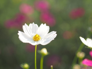 Cosmos flower springtime in garden, white color on blurred of nature background