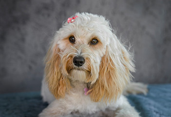 Cute and funny dog photo portrait