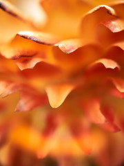 Fototapeta premium Macro shot of a yellow and orange flower petals; abstract details; extreme close up for beautiful abstract background texture; shallow depth of field