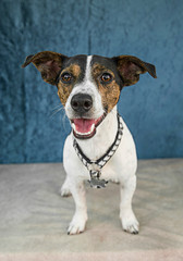 Cute and funny dog photo portrait