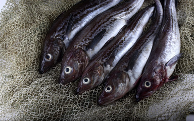 Alaska pollock on net
