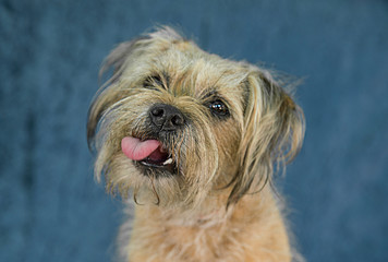 Naklejka na ściany i meble Cute and funny dog photo portrait