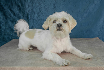 Cute and funny dog photo portrait