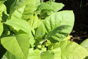 Growing tobacco plants
