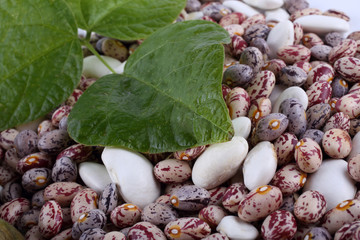 Different beans background