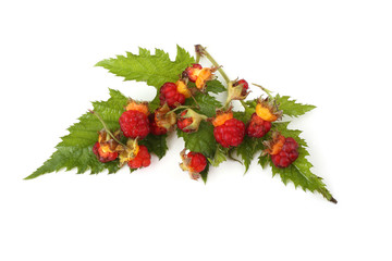 Korean raspberry (Rubus crataegifolius)