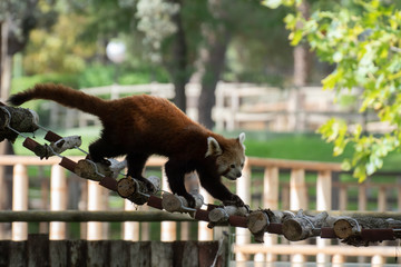 Lindo panda rojo en un zoológico