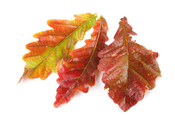Autumn oak leaves