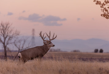 Buck Mule Deer in Autumn in Colorado at Sunrise
