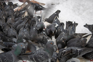 In the heavy winter snow time additional food pigeons