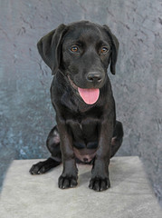 Cute and funny dog photo portrait