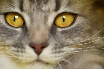 Yellow eyes of a grey fluffy cat on a yellow background close-up,macro photo.