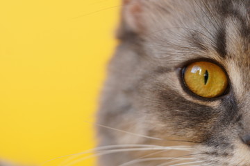 Yellow eyes of a grey fluffy cat on a yellow background close-up,macro photo.