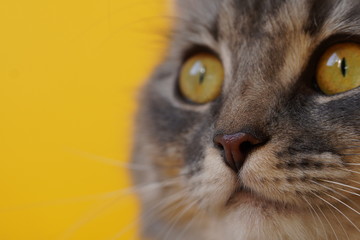 Yellow eyes of a grey fluffy cat on a yellow background close-up,macro photo.