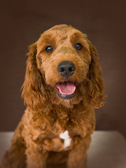 Cute and funny dog photo portrait