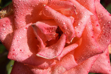 Pink-Colored Rose Blossom with Water Drops on the Petals - Beautiful Garden - Macro Shot
