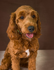 Cute and funny dog photo portrait