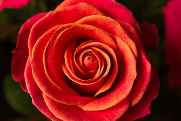 red rose on black blurred background