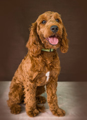 Cute and funny dog photo portrait