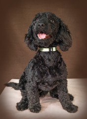 Cute and funny dog photo portrait