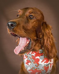 Cute and funny dog photo portrait