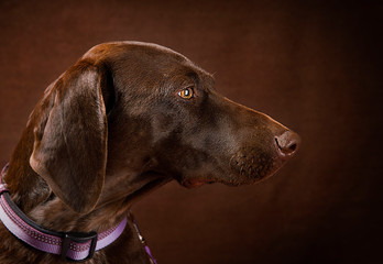 Cute and funny dog photo portrait