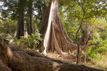Majestetisch großer Fromagier-Baum in der Casamance, Senegal