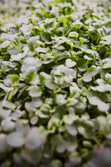 Close-up of green plants growing in the garden outdoors