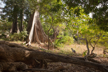 Majestetisch großer Fromagier-Baum mit Ziege bei Oussouye, Senegal