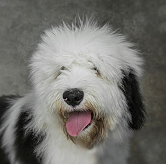 Cute and funny dog photo portrait