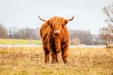 Scottish highlander a beautiful brown wild cow with huge horns in the swampy grass near the rainy...
