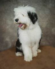 Cute and funny dog photo portrait