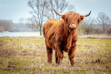 Scottish highlander a beautiful brown wild cow with huge horns in the swampy grass near the rainy...