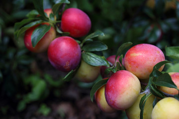 Plums on tree